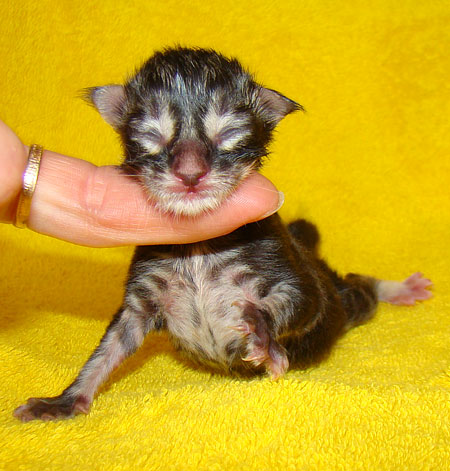     Catsvill County!   !    !       !!!    Catsvill County +7-926-544-74-09     .   ,   ,   ,    ,   ,  ,     ,   -,    ,   !